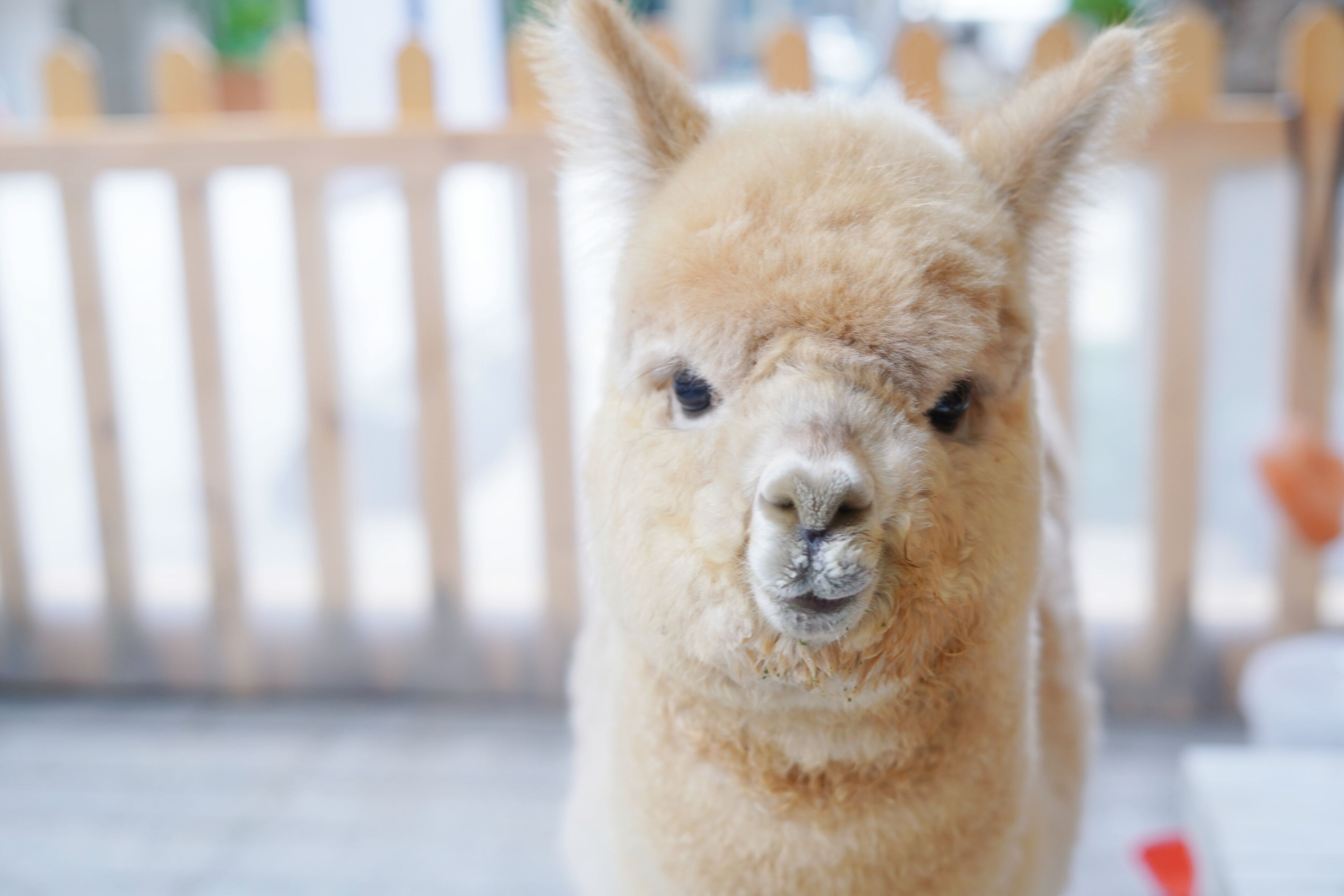 A close-up of a llama with a blurred background featuring a wooden fence.