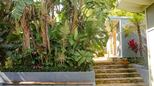 Un jardín con un banco de hormigón, escalones de piedra y diversas plantas tropicales.