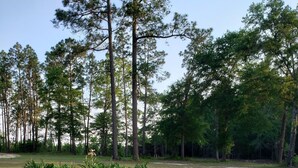 A grassy field with a few trees and a small patch of greenery in the foreground.