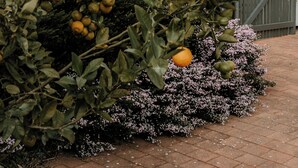 Ein Wohngebäude mit Solardach, einem Garten mit Orangenbäumen und einem Zaun.