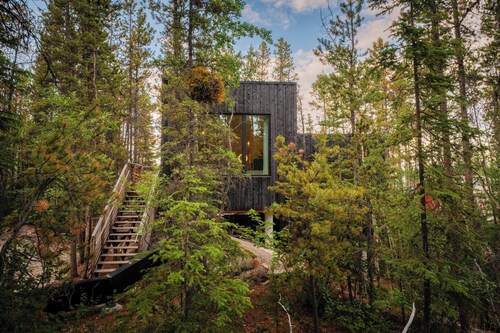 Black Spruce - Yellow Door