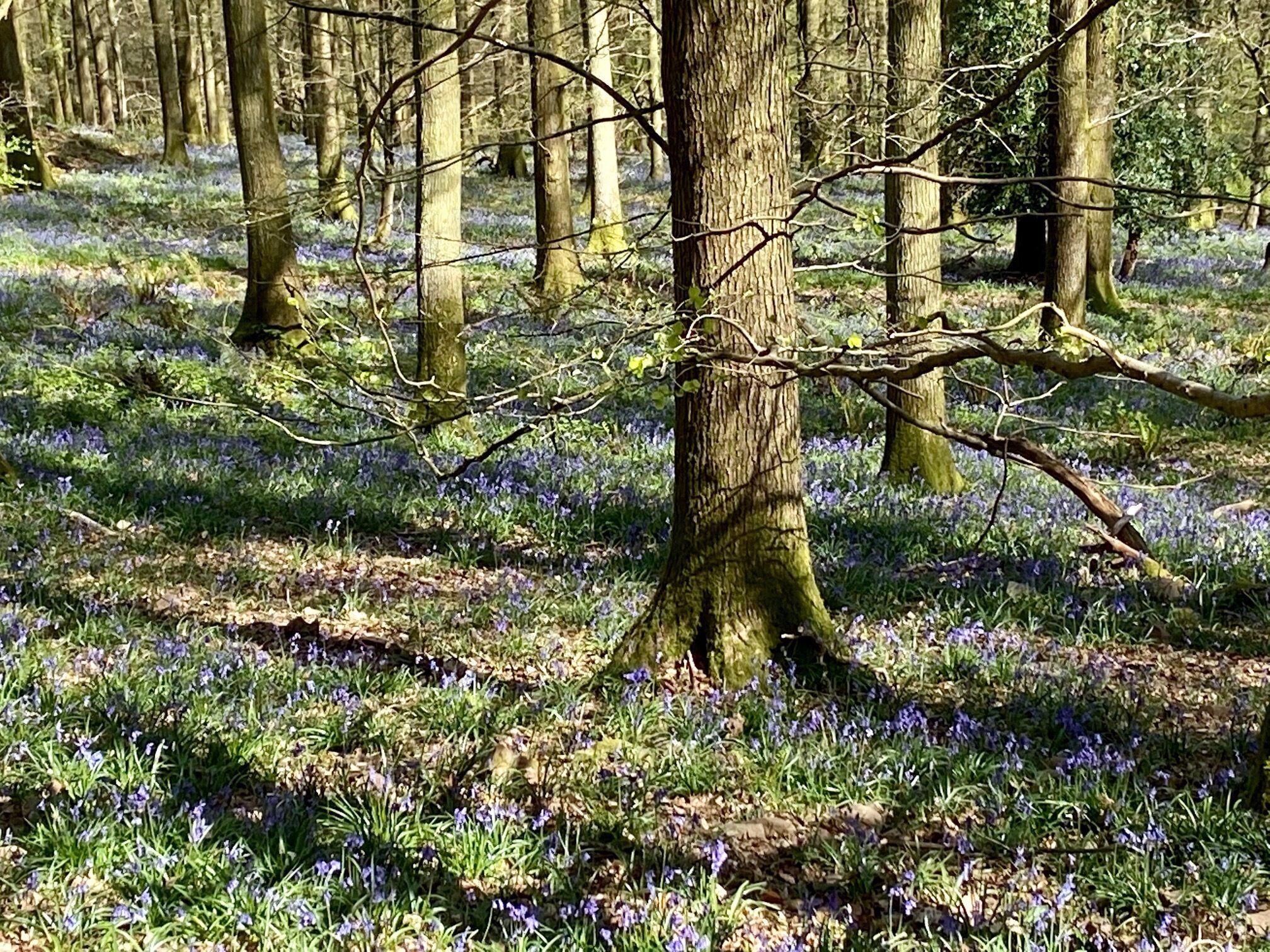 Une forêt avec des arbres et un sol recouvert de fleurs bleues.
