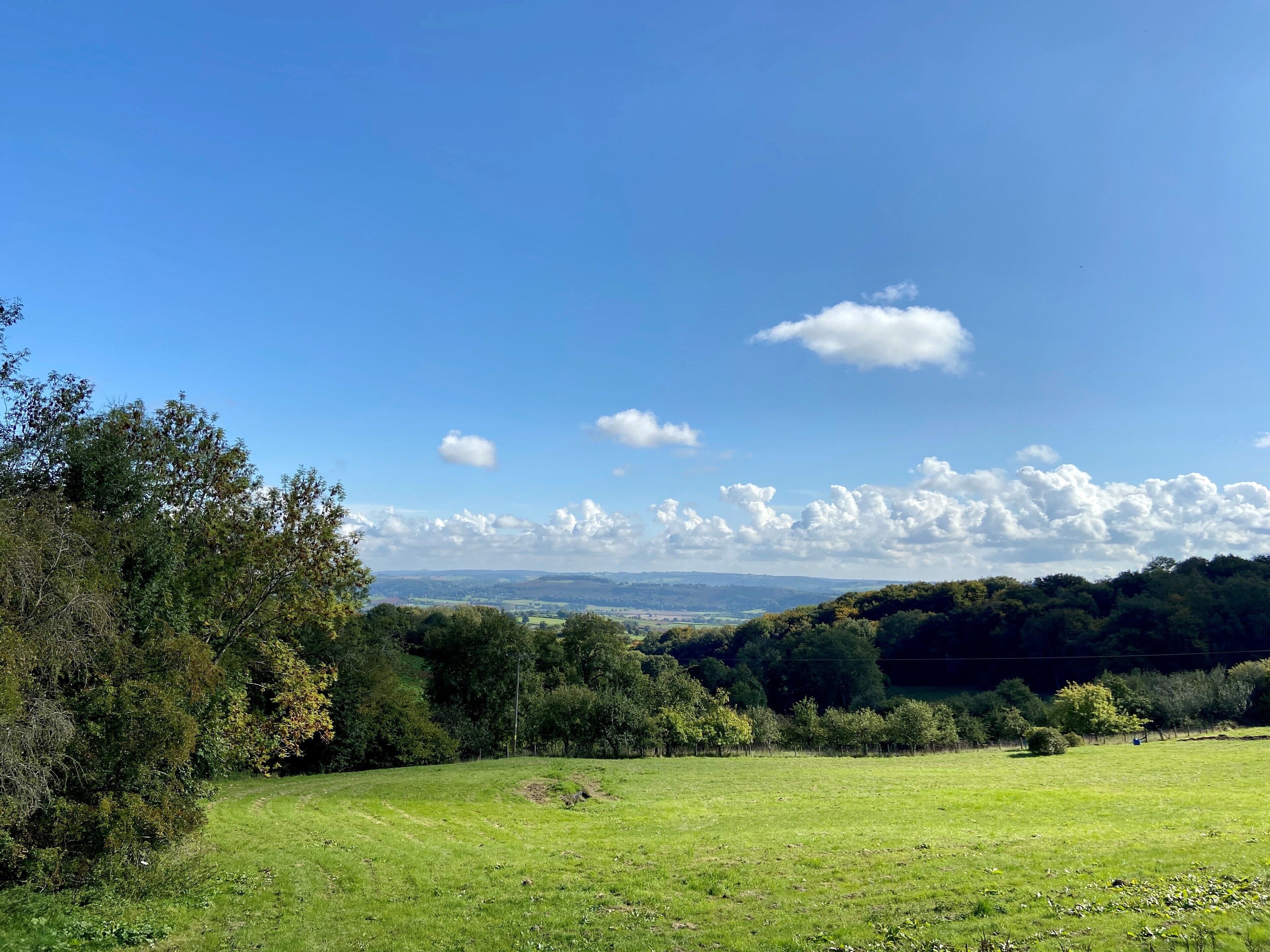 A grassy field with trees and a clear blue sky.