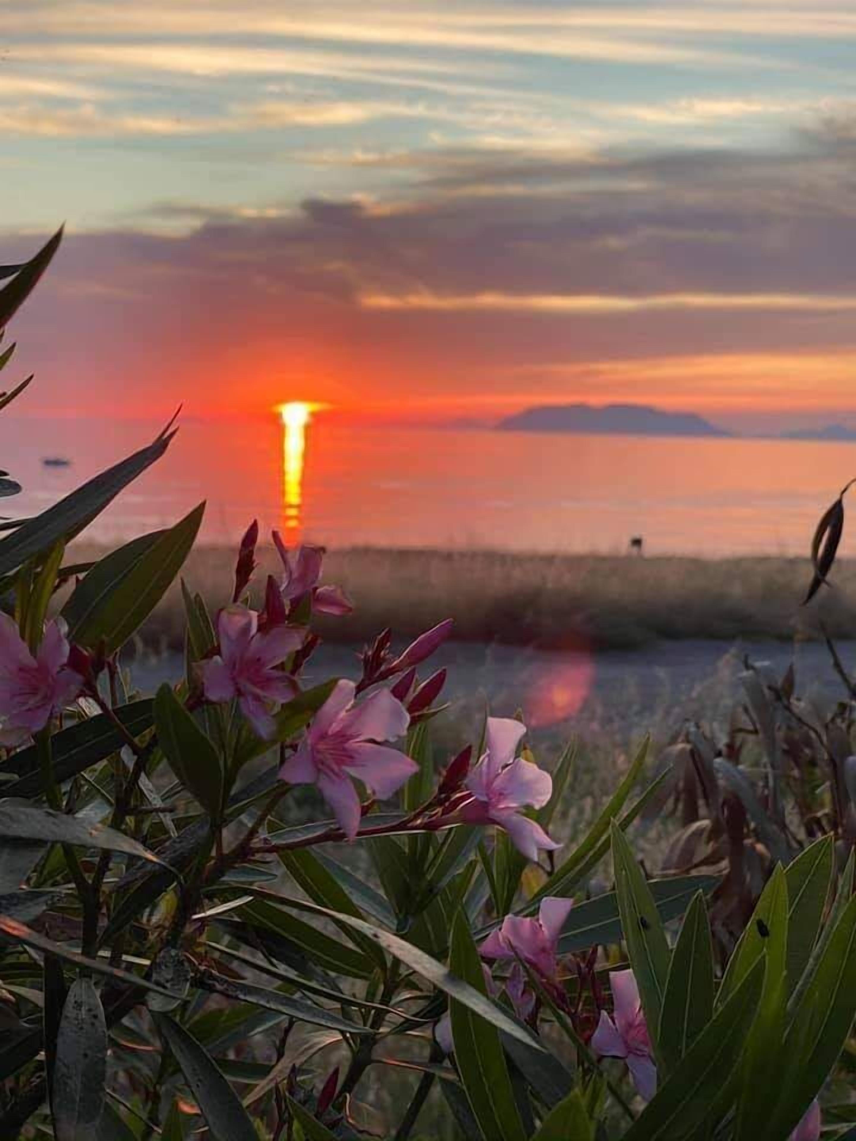 A sunset over a body of water with pink flowers in the foreground.