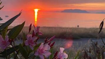 A sunset over a body of water with pink flowers in the foreground.
