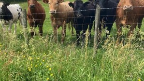 Een rij koeien achter een prikkeldraadhek in een grasveld, met bomen op de achtergrond.