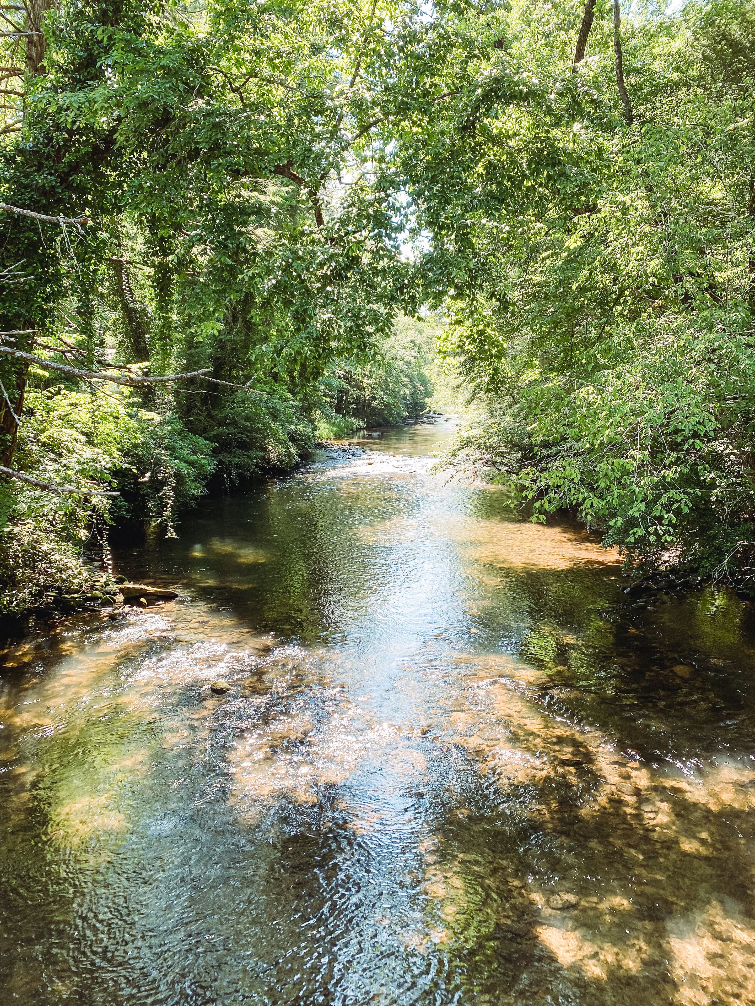 Een heldere beek omringd door weelderige groene begroeiing.