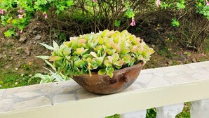 A potted plant with green and pink flowers on a balcony railing. - Maison 79 – Your Private Soufrière Escape w/ 2BR, 2BA, AC & WiFi (Soufrière)