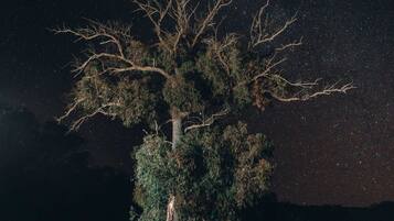 Un árbol en una maceta con un cielo nocturno estrellado al fondo.