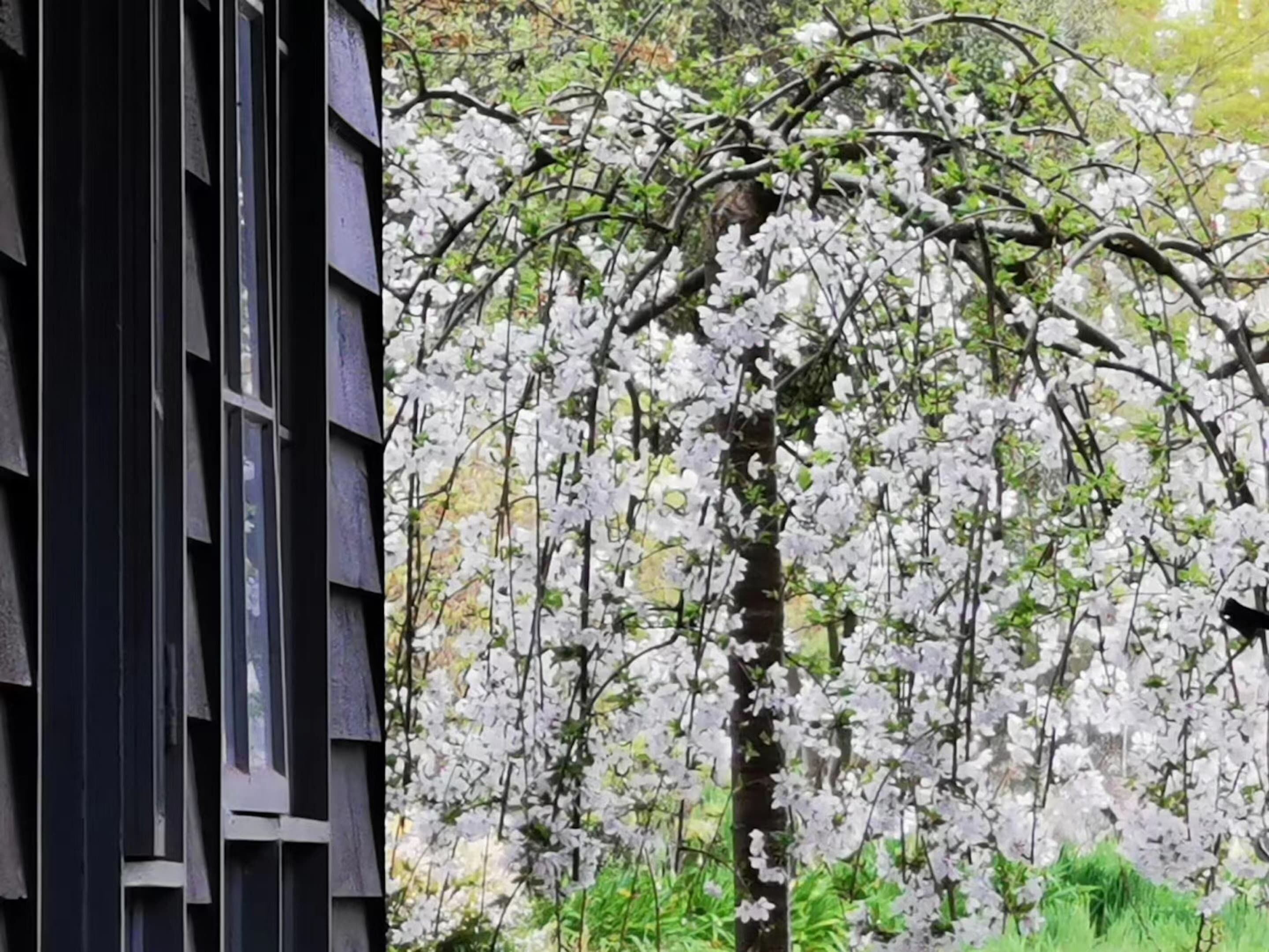 Un edificio con revestimiento vertical y un árbol con flores blancas al fondo.