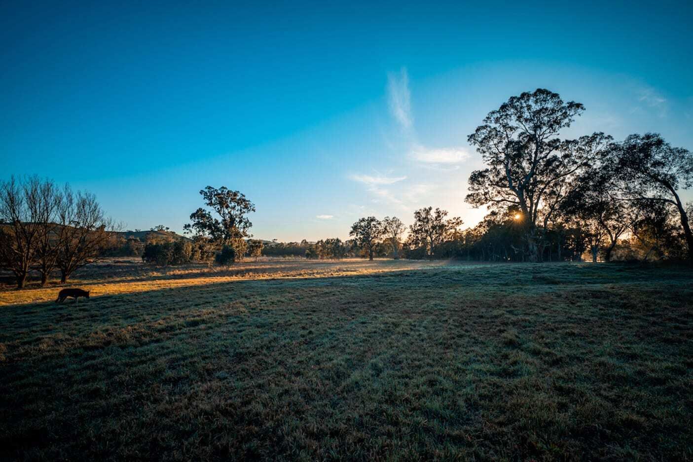 Un'ampia distesa erbosa con pochi alberi e un cielo sereno.