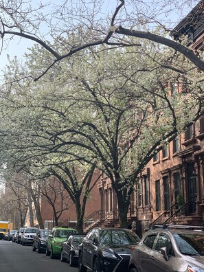 A tree-lined street with parked cars and a building with a classic architectural style. - Private home in Manhattan, Harlem. (New York)