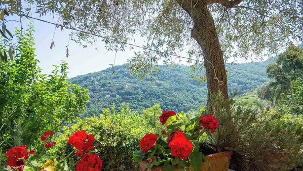 Una jardinera de piedra con flores rojas y un tronco de árbol, con vistas a un paisaje verde exuberante.