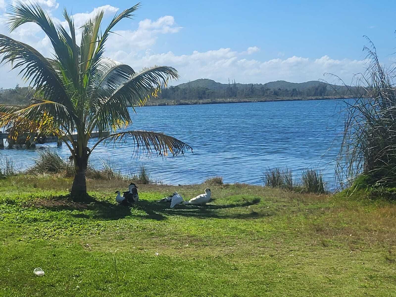 A lake with a palm tree and birds on the shore.
