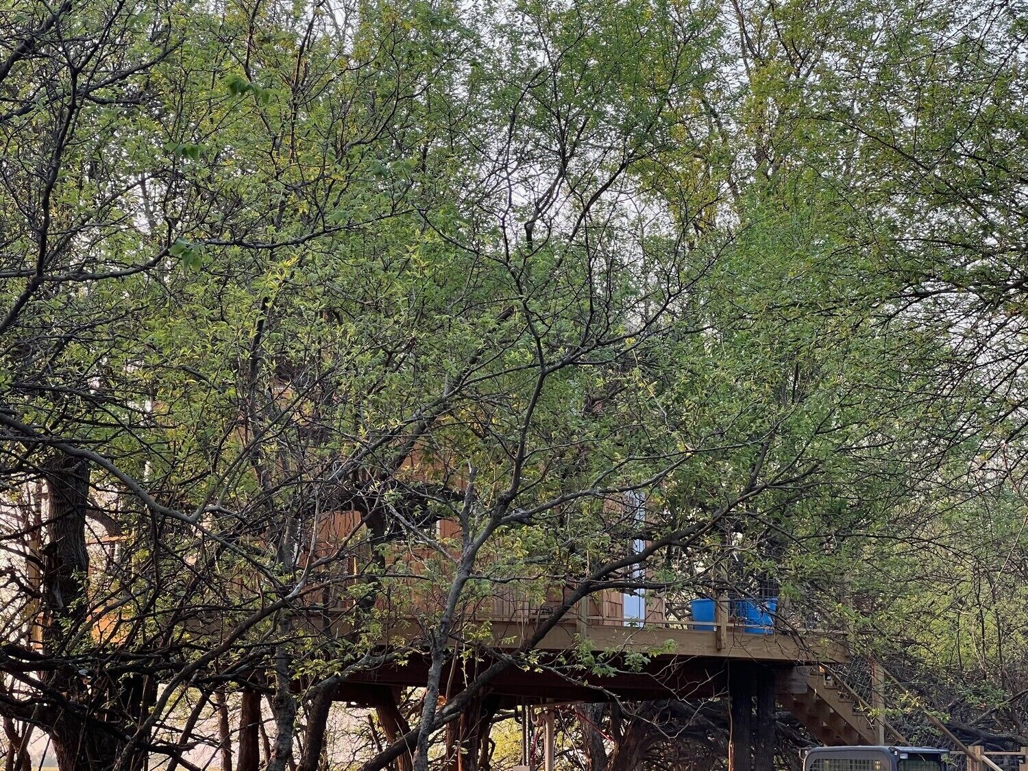Ein Baumhaus, das auf einer stabilen Holzplattform errichtet wurde und von dichtem Grün umgeben ist.
