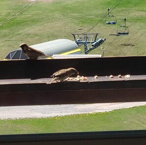 Standard-stúdíóíbúð | Svalir