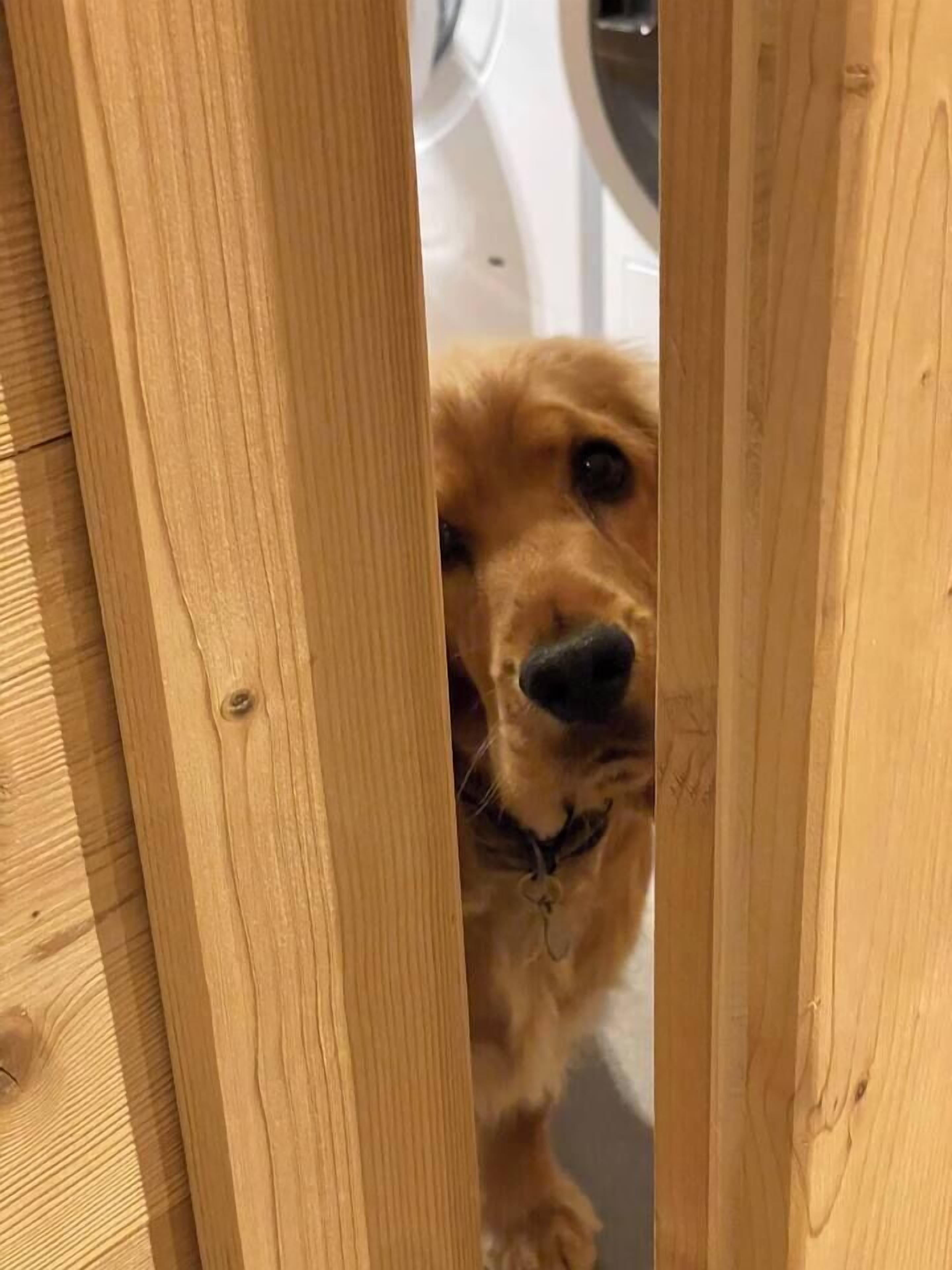 Una puerta de madera entreabierta, mostrando una vista parcial de un cuarto con una lavadora al fondo.