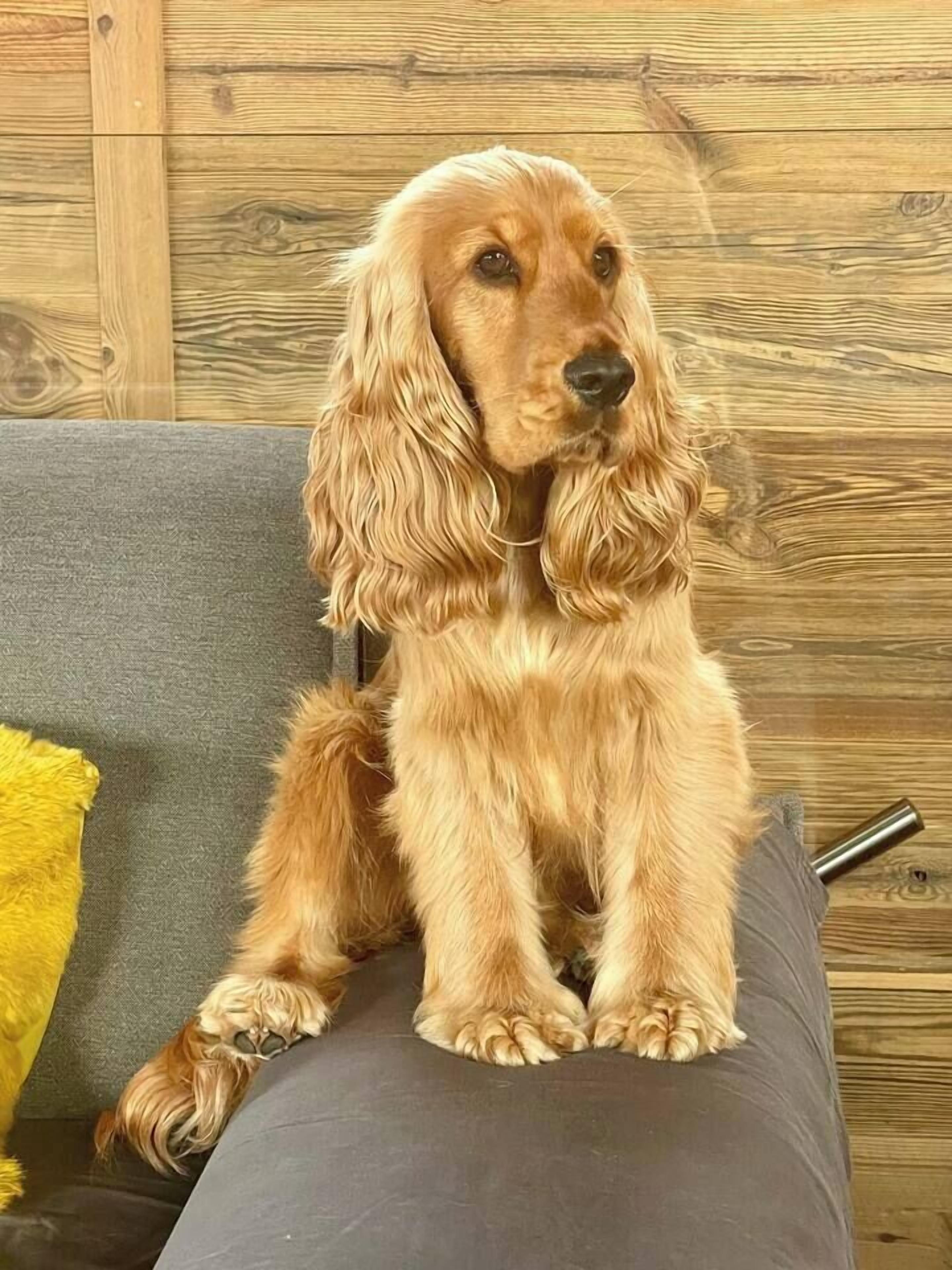 A dog sitting on a grey sofa with a wooden wall in the background.