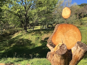 Ein großer Baumstumpf mit flacher Oberseite, umgeben von einer Wiese und Bäumen.