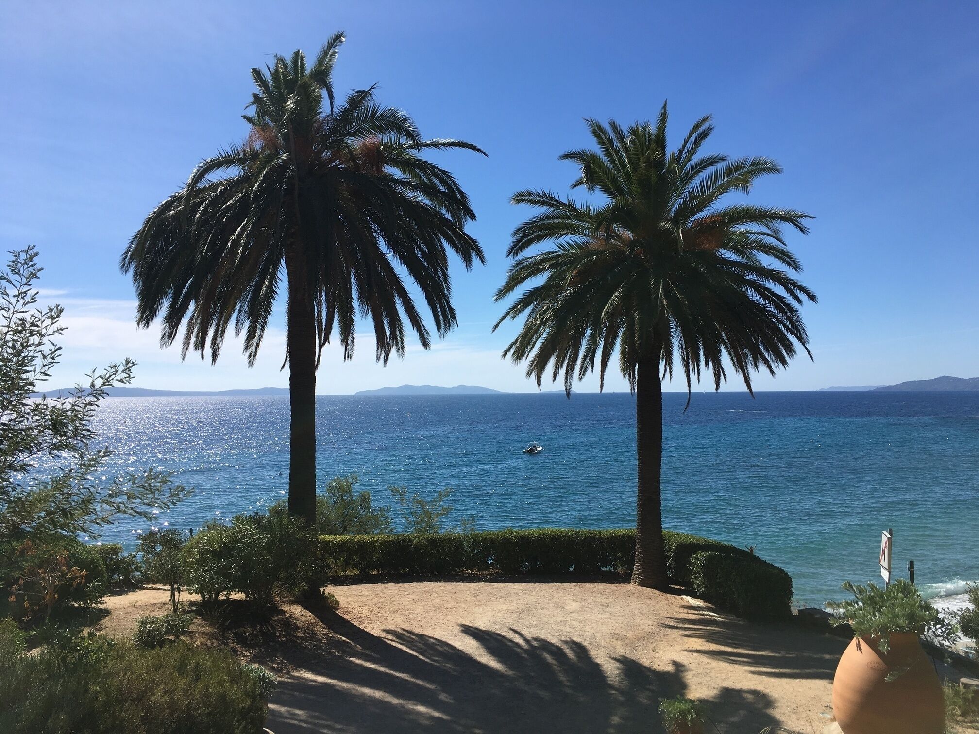 A beach with palm trees and a clear view of the sea.