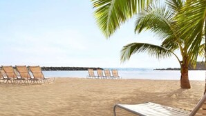 Una playa con filas de tumbonas y una palmera.
