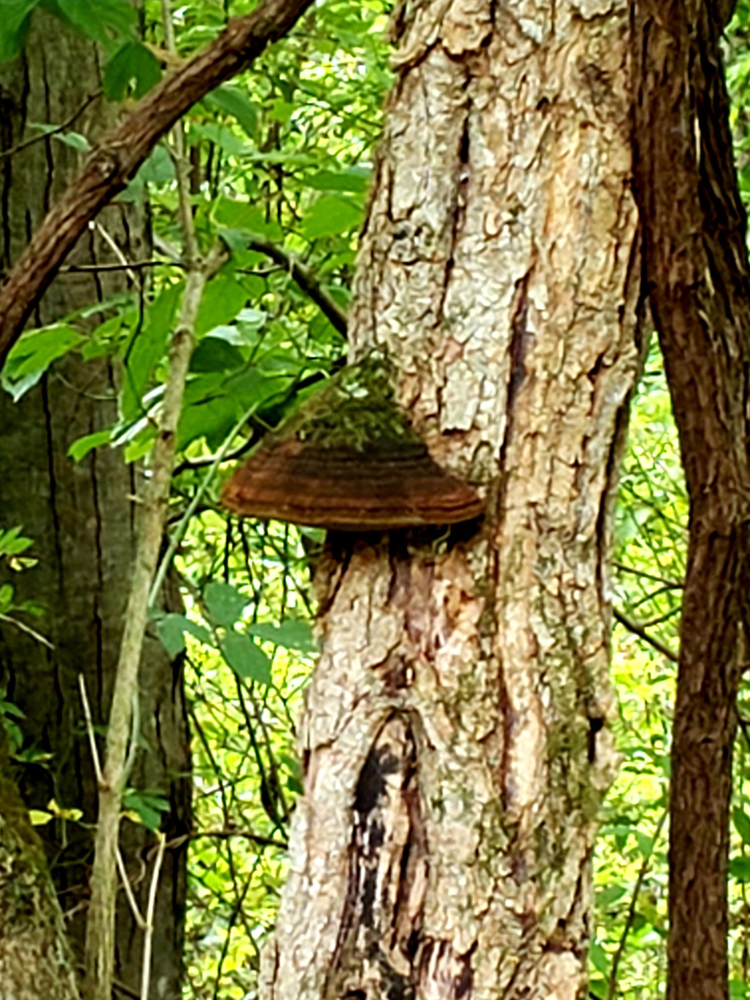 Le tronc d’un arbre sur lequel pousse un champignon.