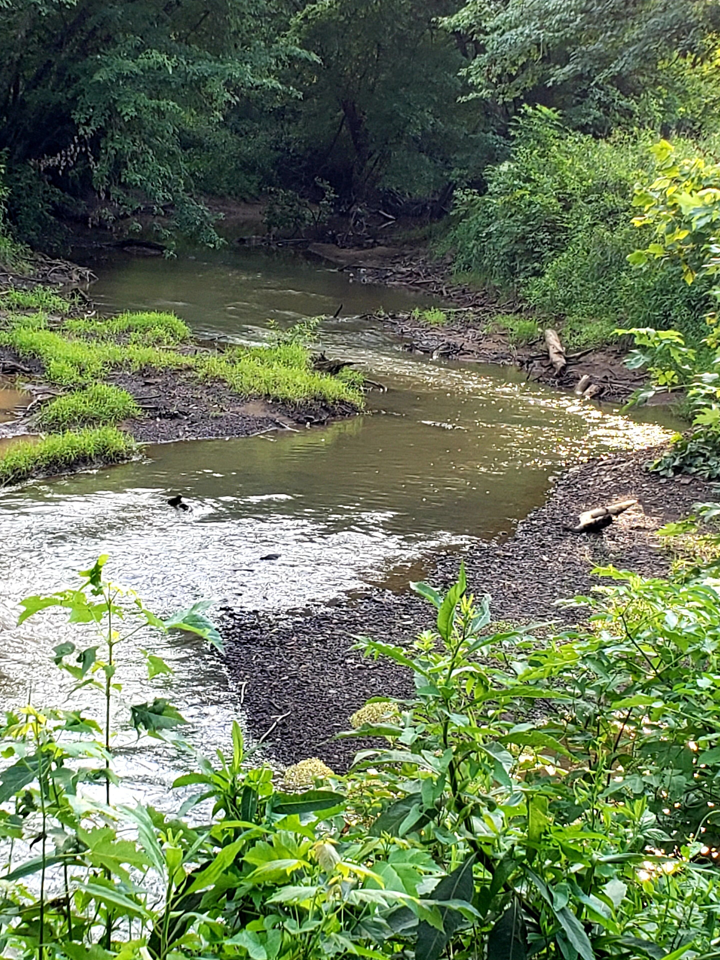 Un río serpentea por una zona boscosa con abundante vegetación y una ribera rocosa.