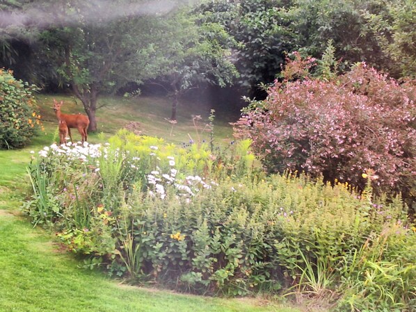 A lush garden with a deer, various flowering plants, and a large tree. - Cosy Axminster Studio with Extra Beds (Axminster)