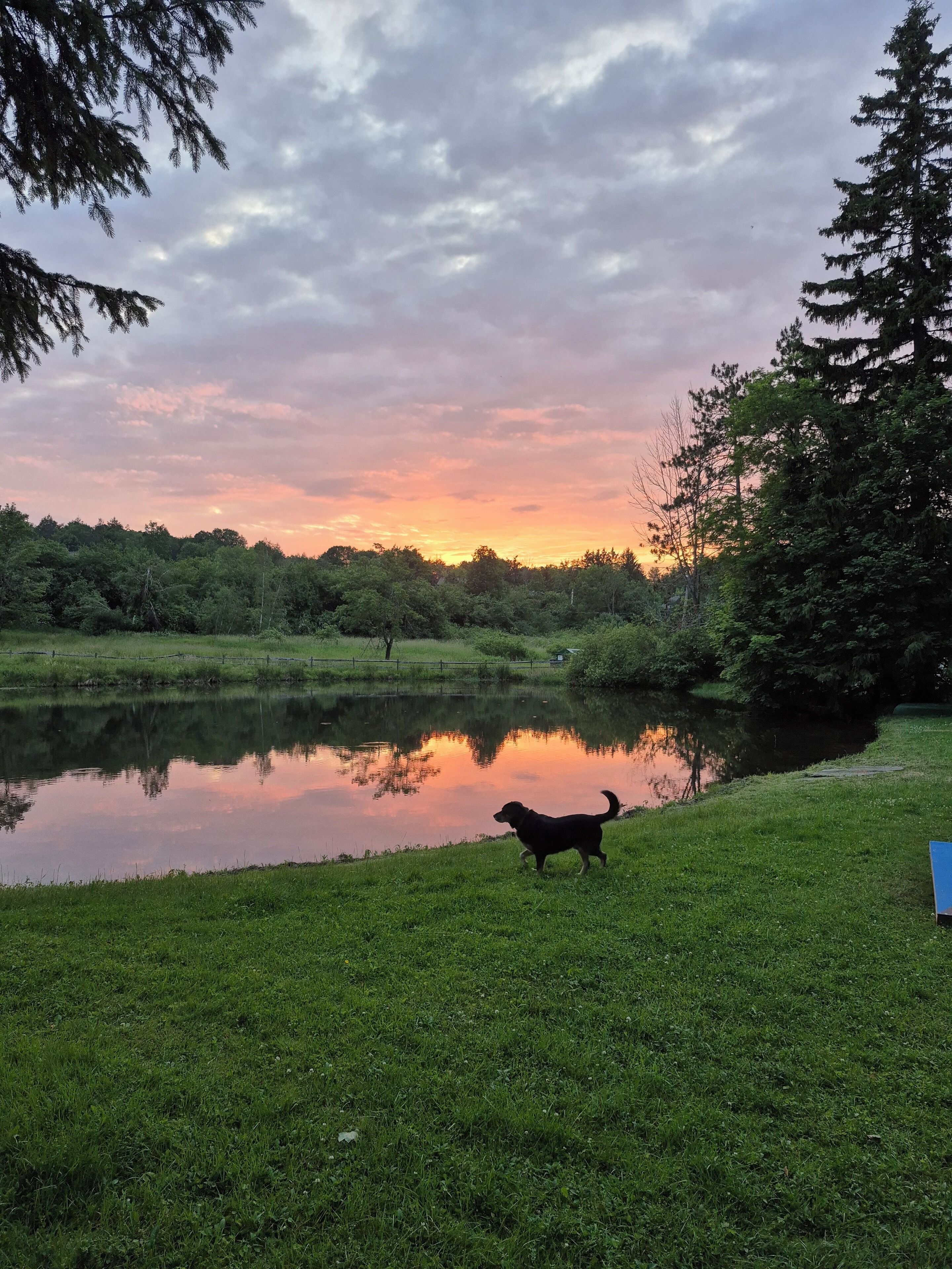 A dog walking near a pond with trees and a cloudy sky in the background.