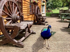 Terrace/patio - Water Mill Vacations, Goldfinch (Calbourne)