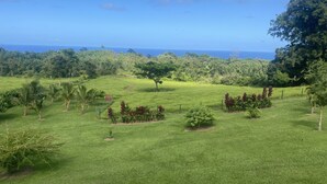 Un paisaje verde y exuberante con diversos árboles y una vista despejada del océano.