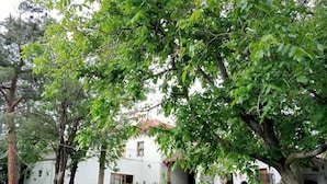 Una casa con jardín, un banco de madera y un árbol delantero.