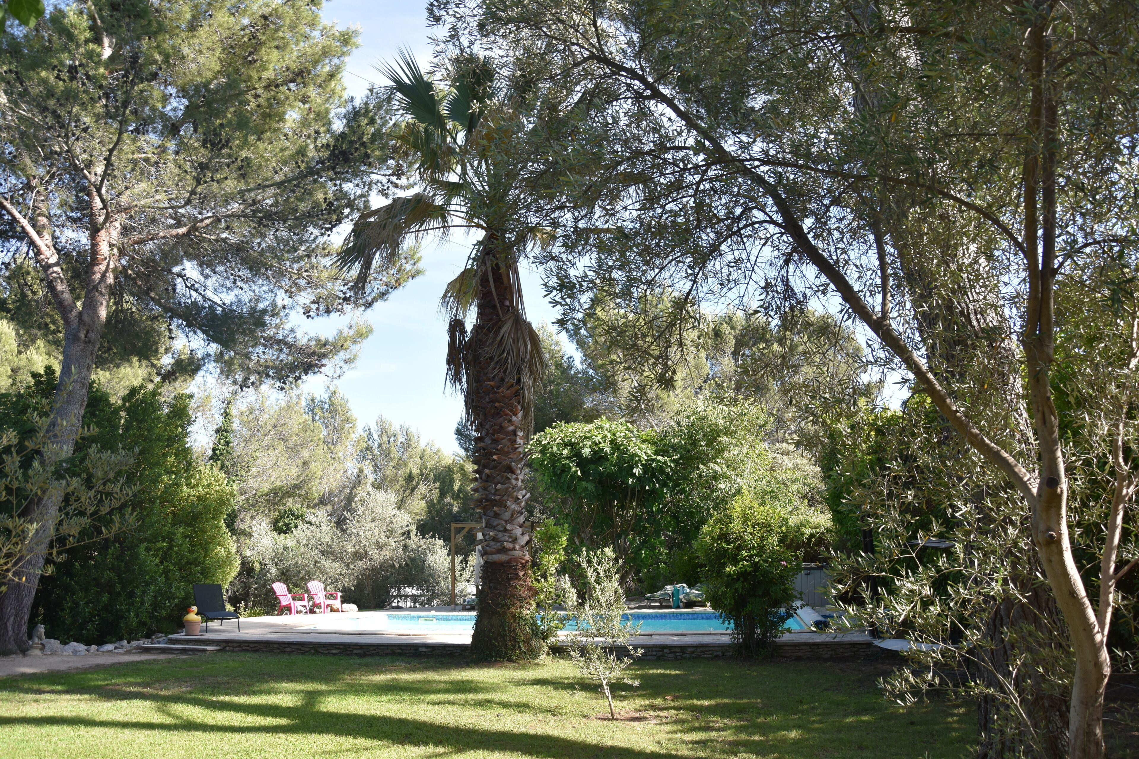 A pool area with a palm tree, surrounded by various trees and shrubs.