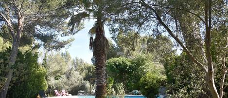 A pool area with a palm tree, surrounded by various trees and shrubs.