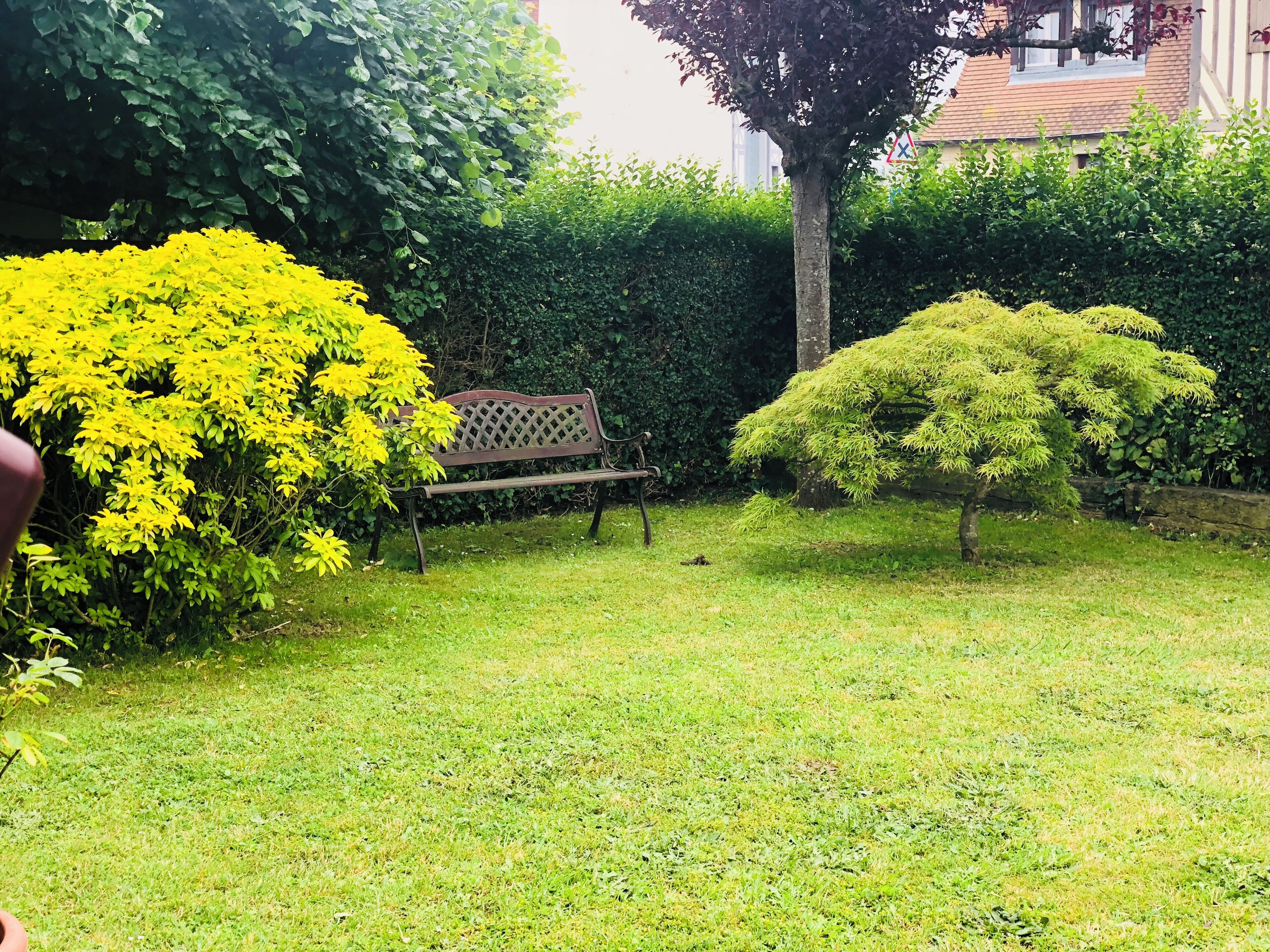 A grassy area with a bench and a small tree.