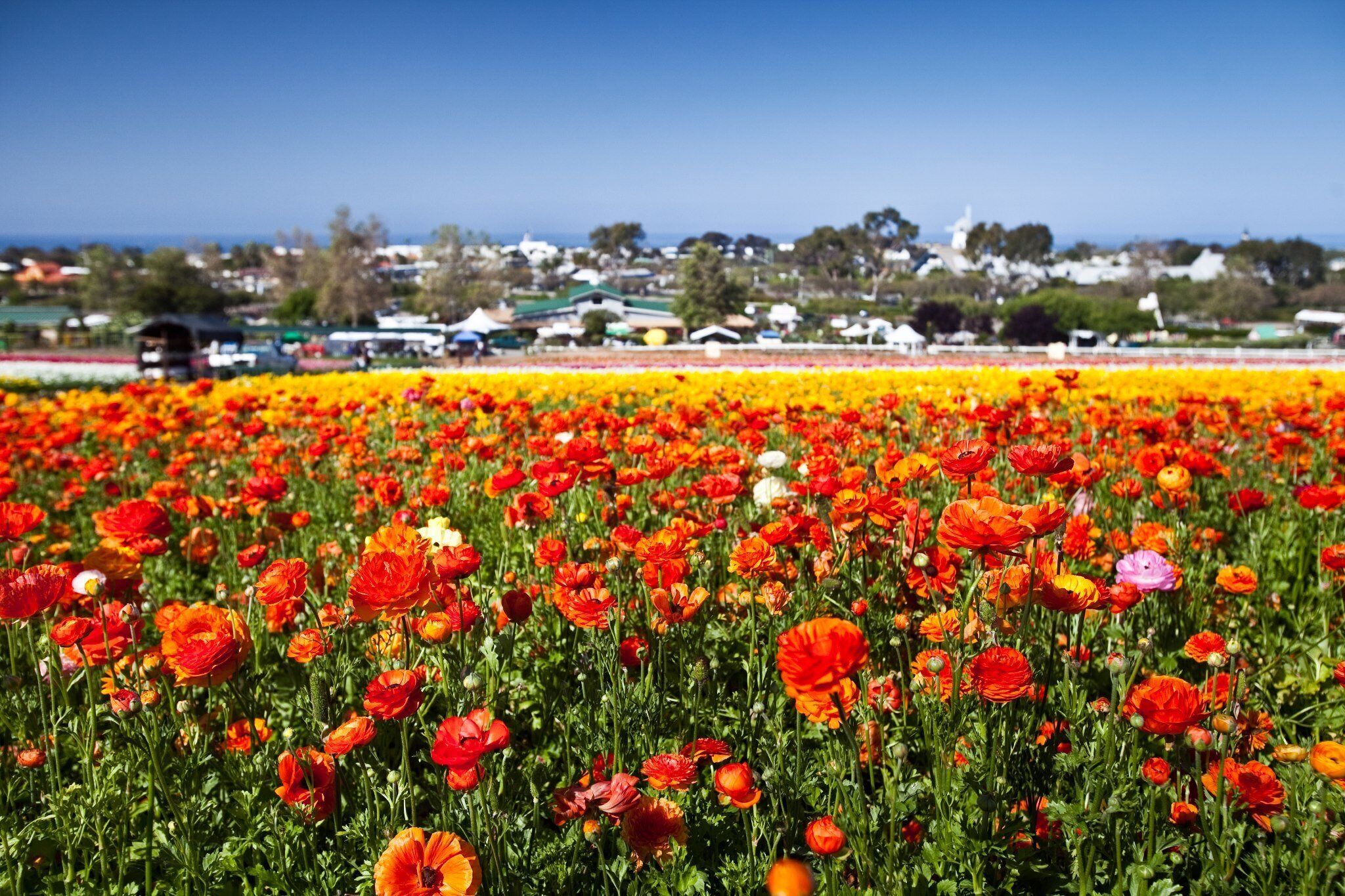 A field of vibrant red poppies with a town in the background.