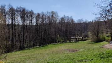 Un champ verdoyant, parsemé d’arbres, sous un ciel dégagé.