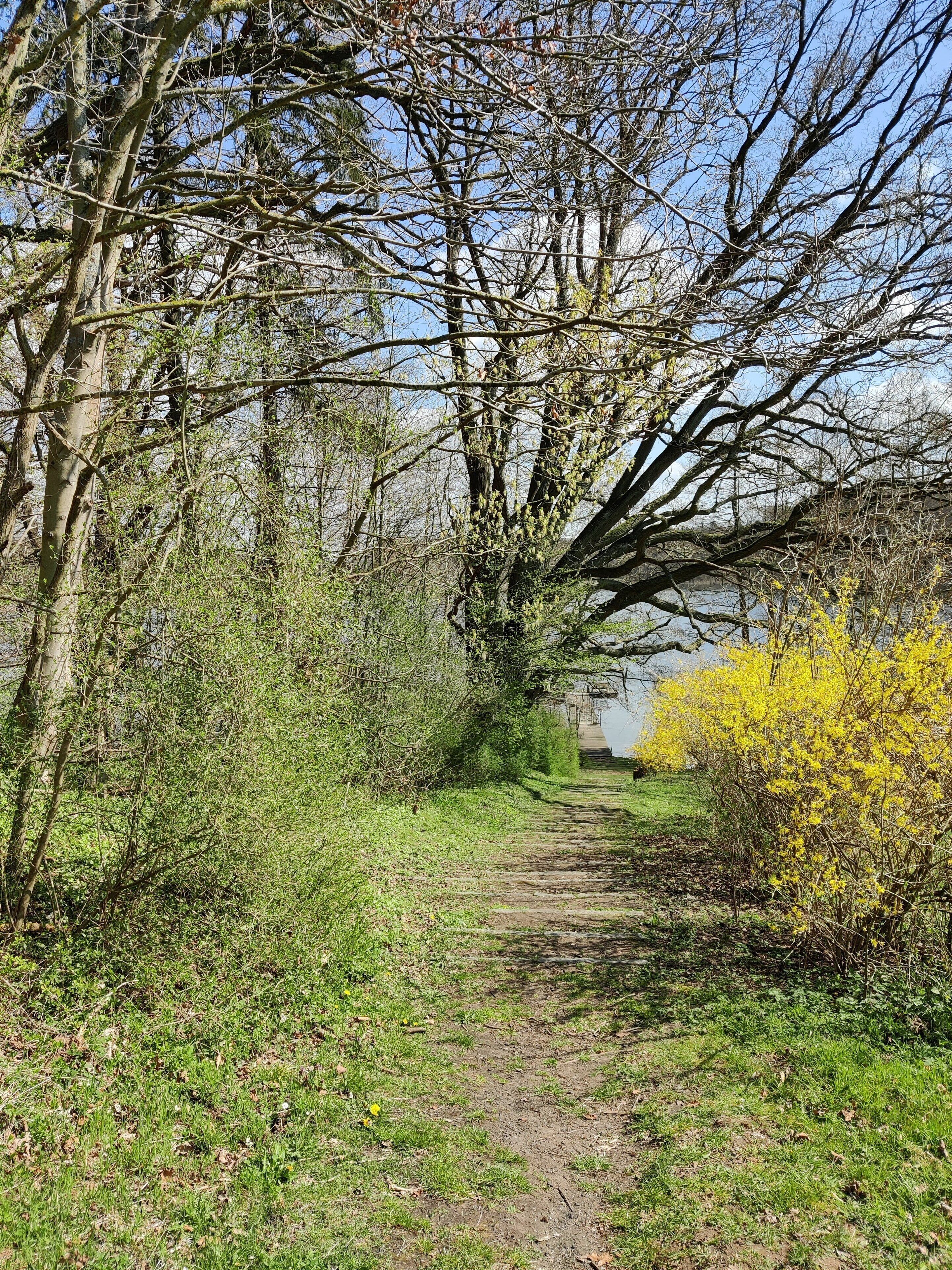 Metsäinen alue, jossa on puita ja pensaita, ja jonka läpi kulkee polku, joka johtaa kauempana sijaitsevaan rakennukseen.
