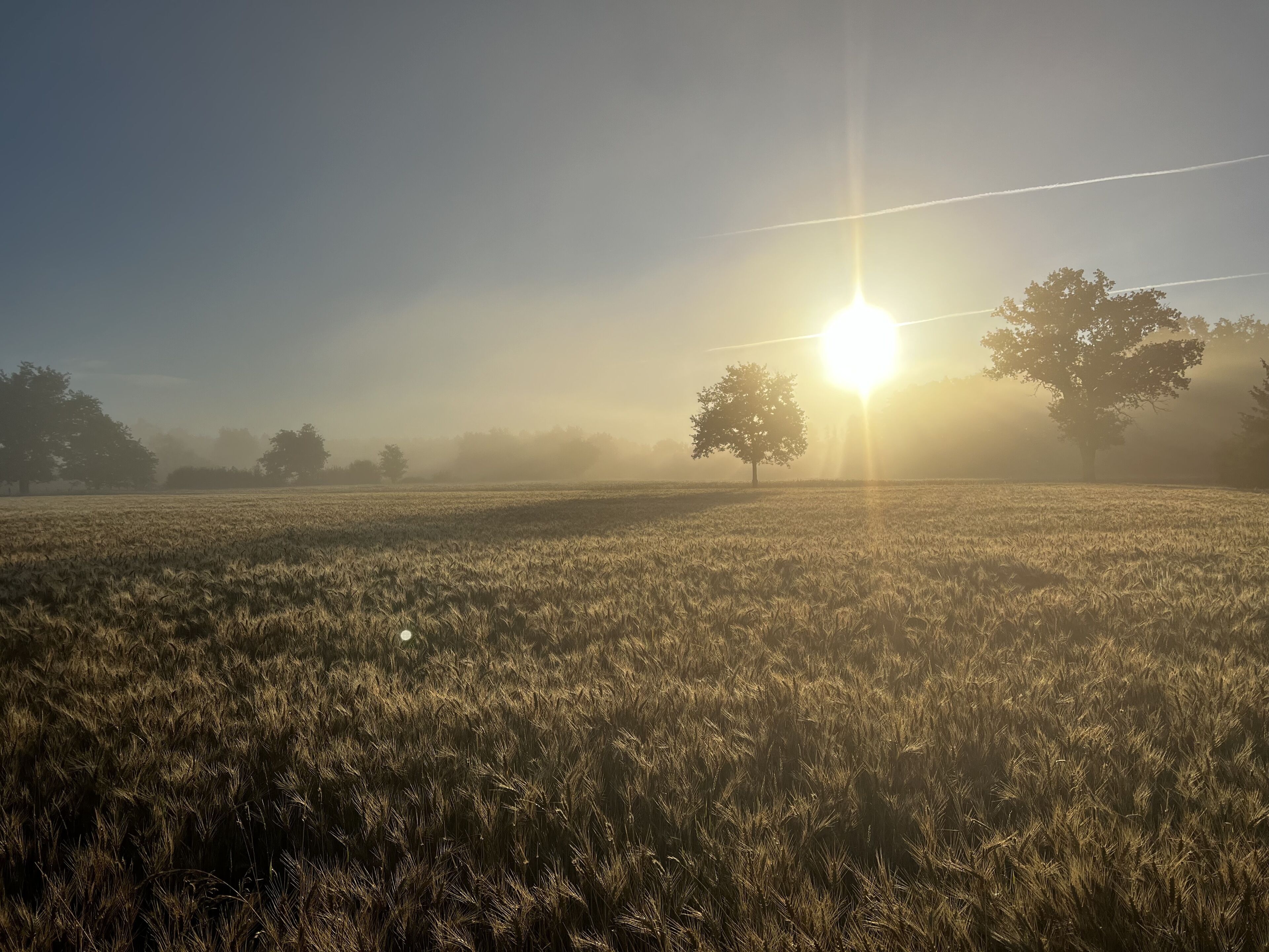 A field with a tree and the sun in the background.