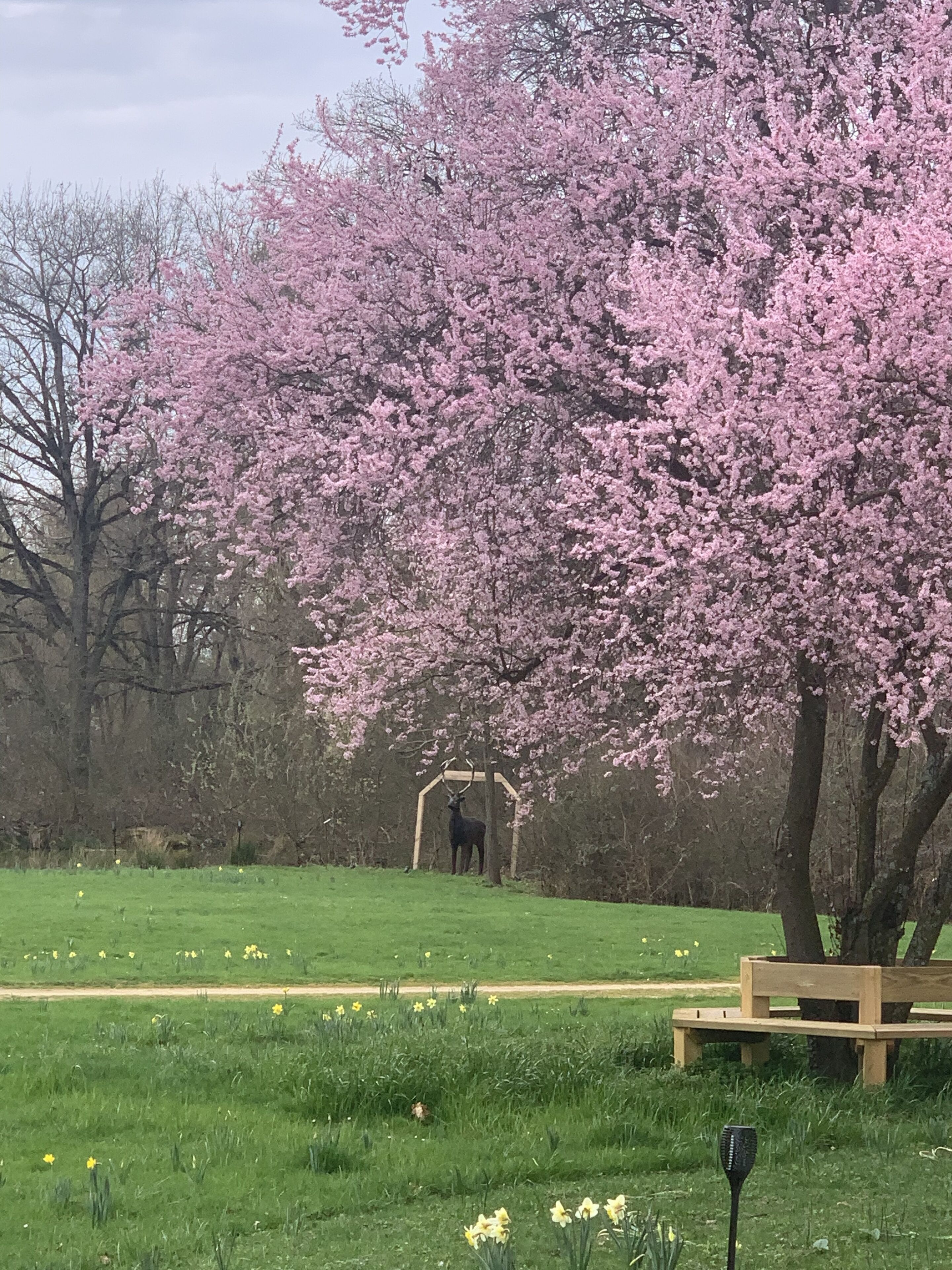 A park with a large pink flowering tree, a wooden bench, and a deer standing under a wooden archway.