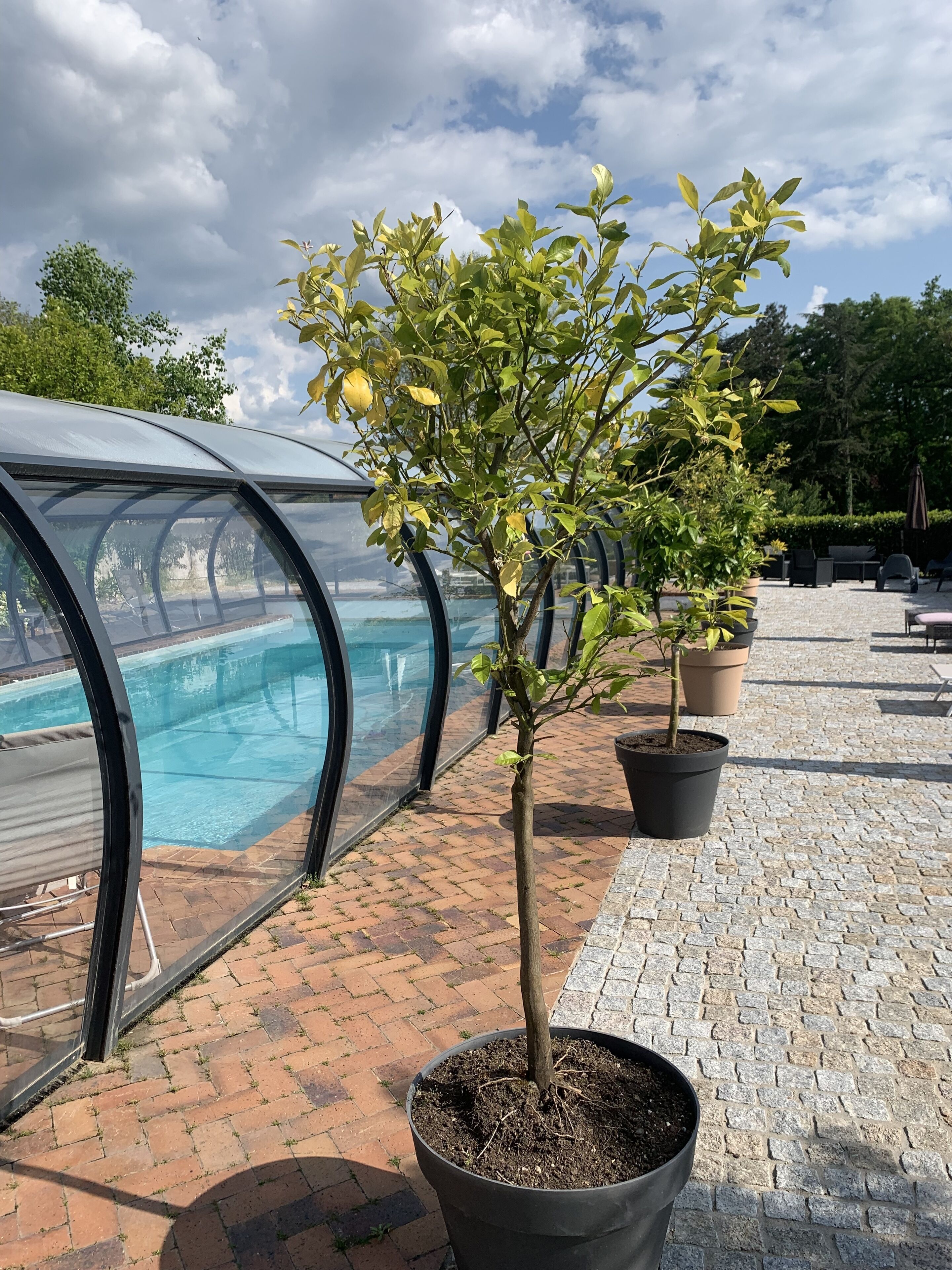 Zona junto a la piscina con un área de estar techada, un árbol en maceta y vista despejada de la piscina.