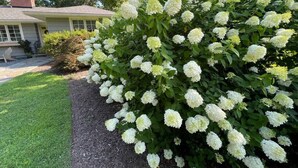 Ein Wohnhaus mit gepflegtem Vorgarten, einer Hecke mit weißen Blüten und blauem Himmel.