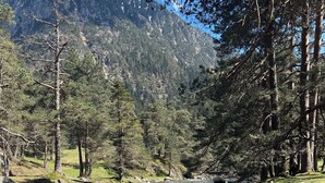 A river flowing through a forested valley with mountains in the background.