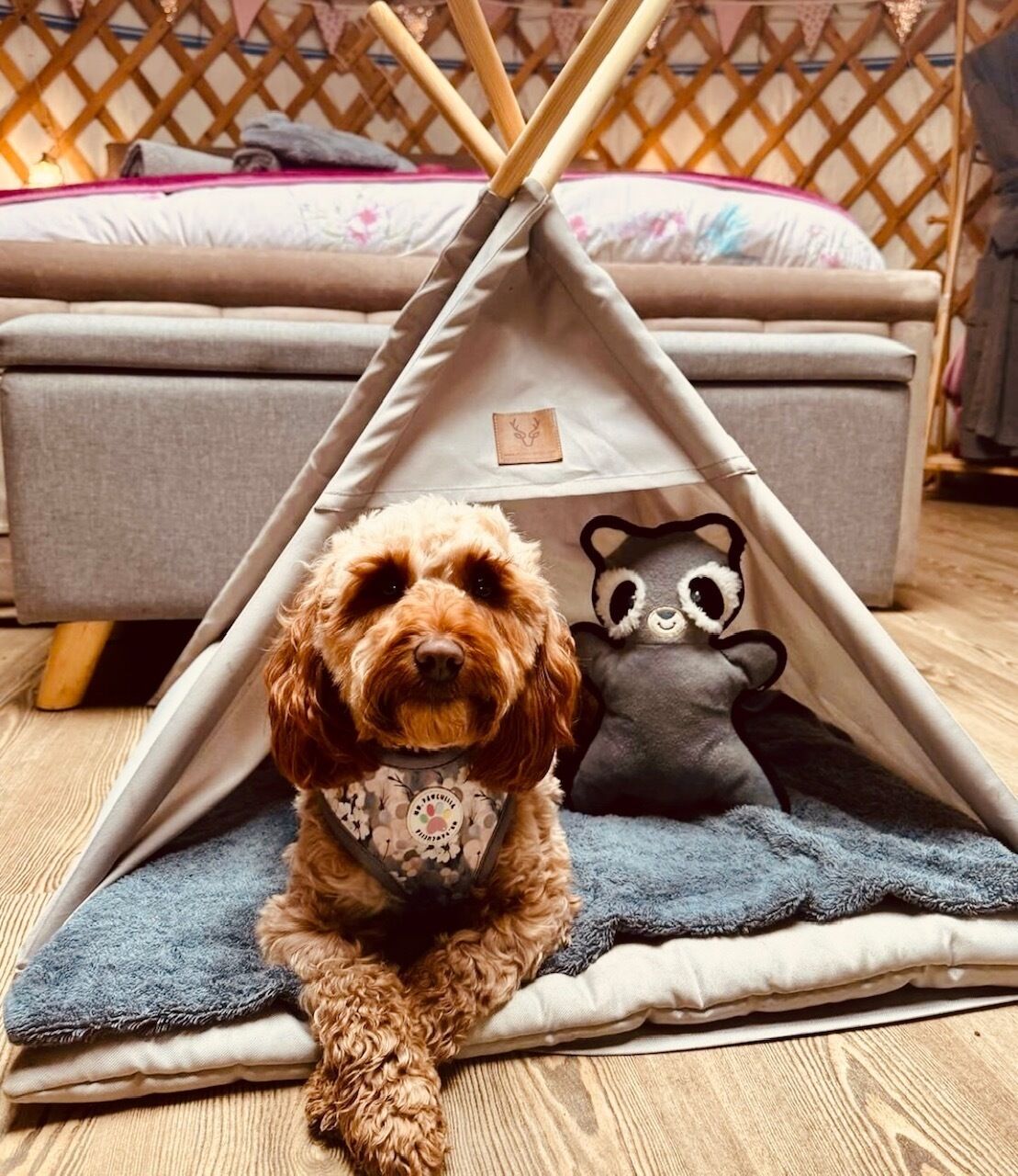 A dog inside a tent-like structure with a plush toy.