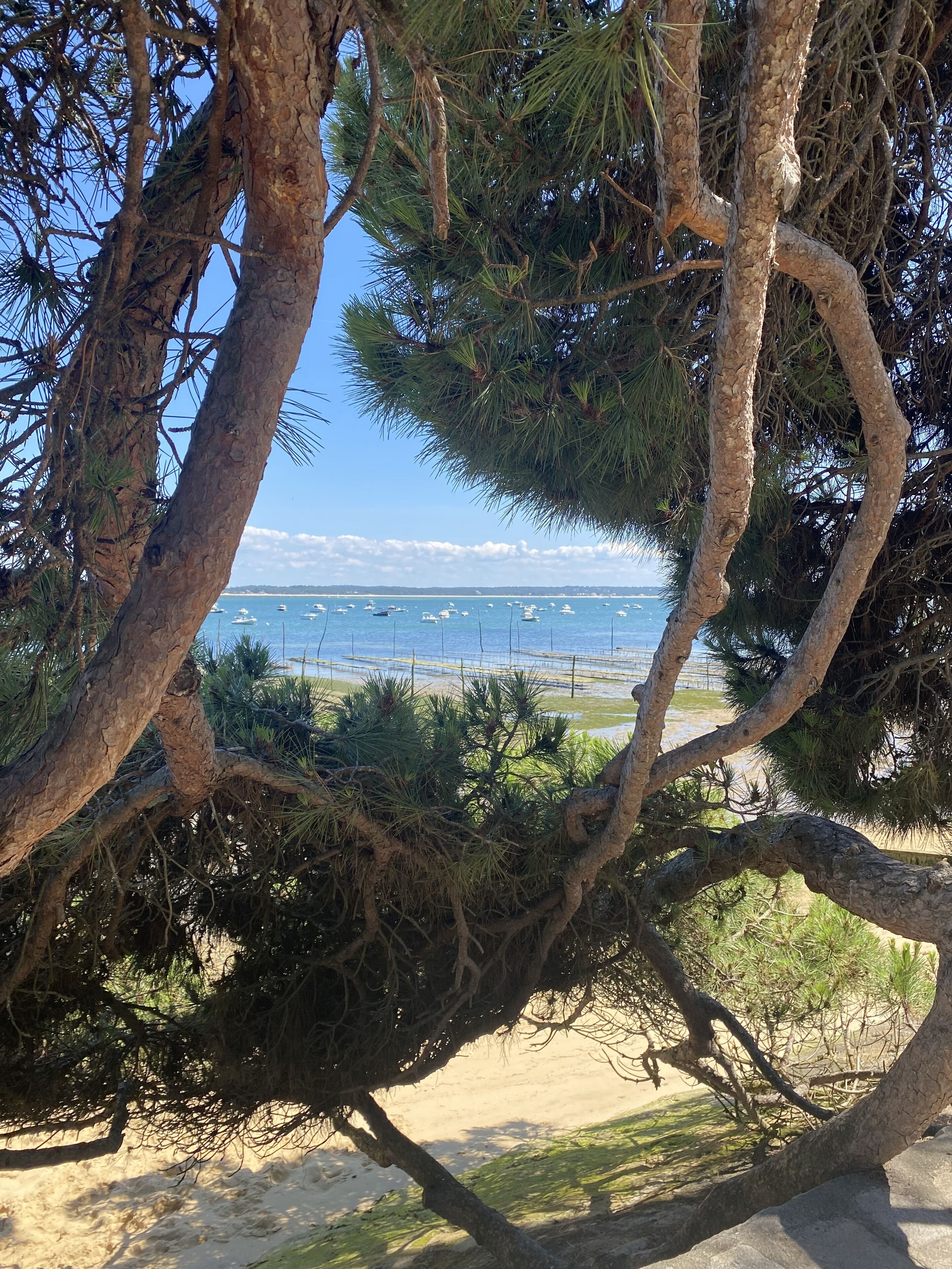 在海灘附近、躺椅