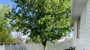 Un giardino curato con prato, un albero e una recinzione bianca.
