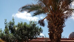 A courtyard with a palm tree, a small garden, and a building with a tiled roof. - Beautiful 4-bed Villa in Noto (Noto)