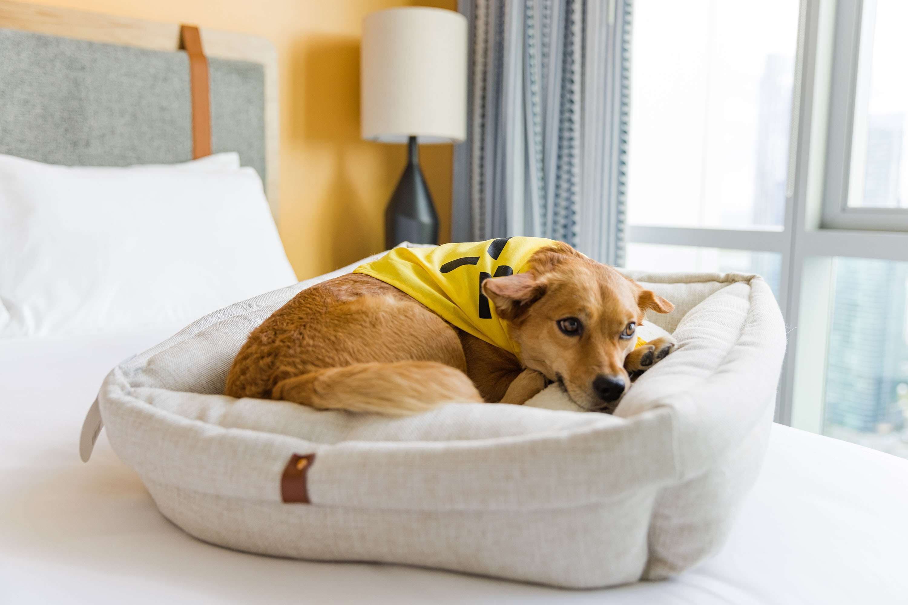 Een hond in een bed, met een kussen en een lamp op de achtergrond.
