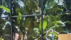 Eine Terrasse mit einer Sitzgruppe aus Gartenmöbeln, einem Metallgeländer und einem großen Baum im Hintergrund.