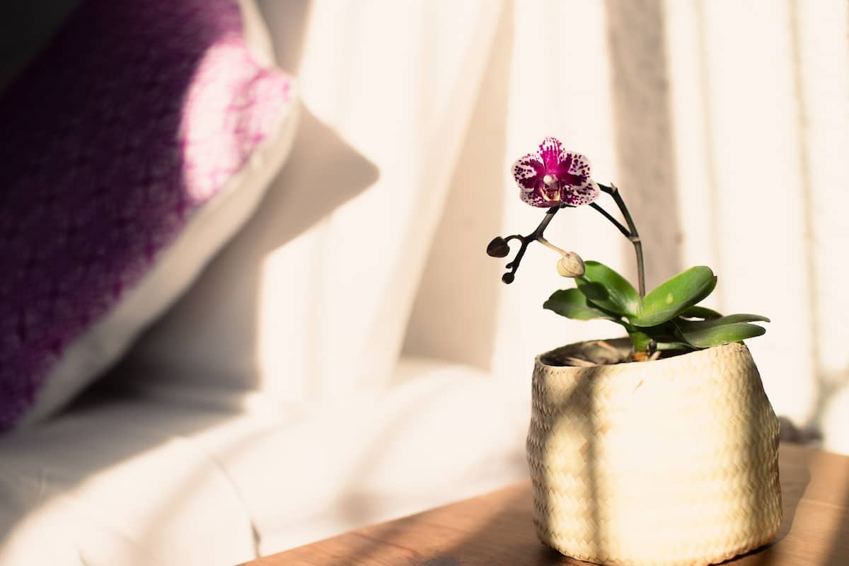 A potted orchid on a wooden surface with a textured pot.